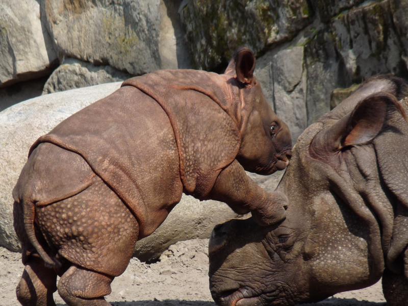 Berlin Tierpark Tarun