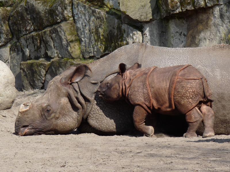 Tierpark Berlin 2010 Tarun