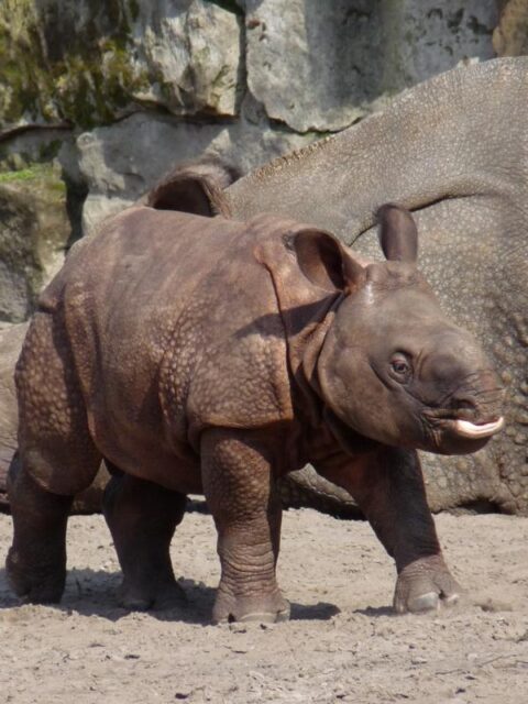 Tierpark Berlin 428 Tarun