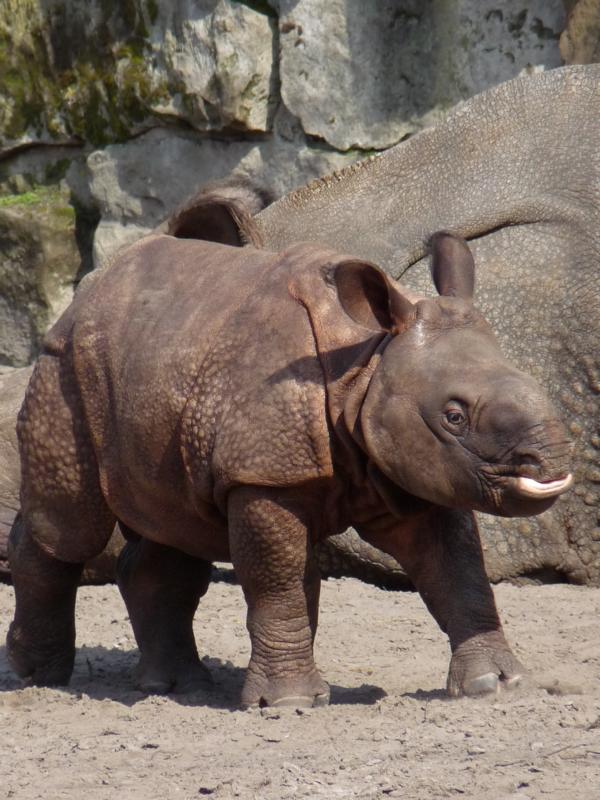 Tierpark Berlin 428 Tarun