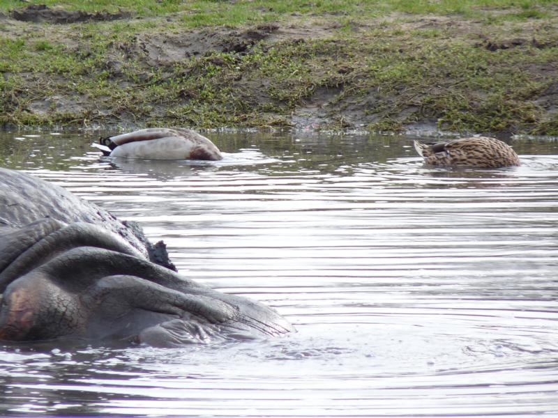 Berlin Tierpark Belur (166)