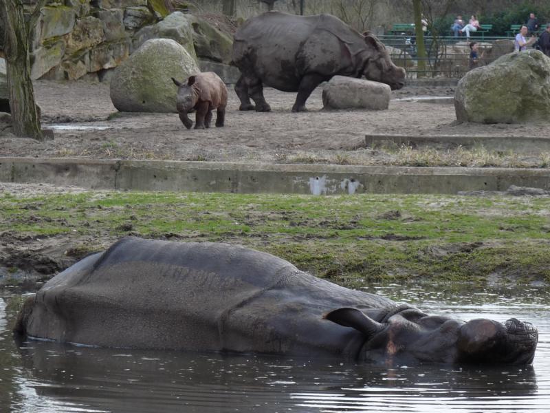 Berlin Tierpark 166 Belur