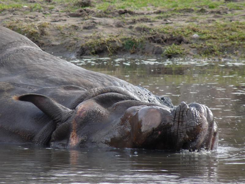 Belur in Tierpark Berlin