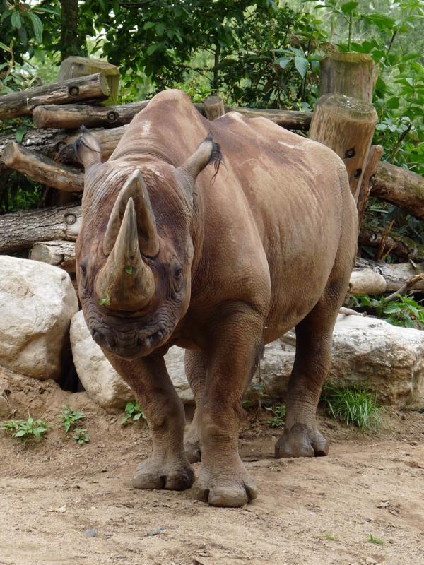 Frankfurt 394 Kalusho