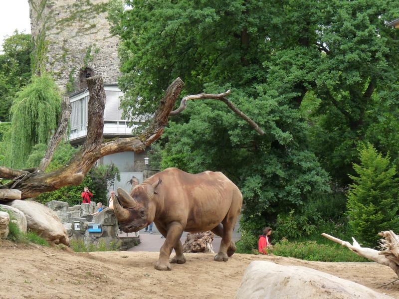 Kalusho in Frankfurt