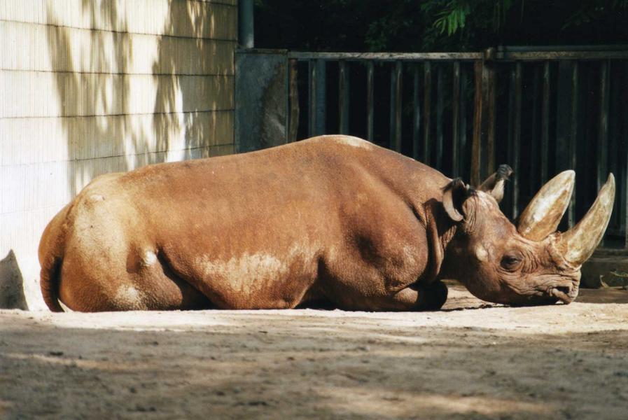 Kalusho in Frankfurt