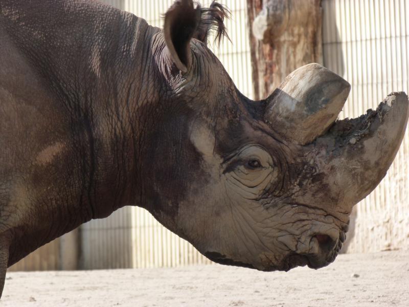 Black rhino head