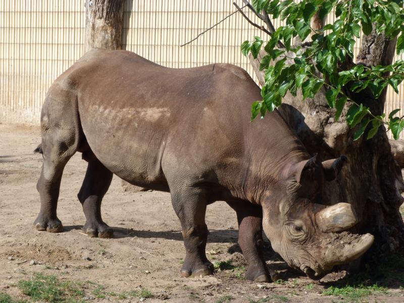 Frankfurt Zoo Kalusho