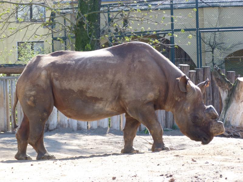 Frankfurt Zoo, black rhino