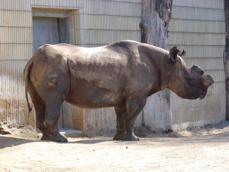 Frankfurt Zoo Kalusho