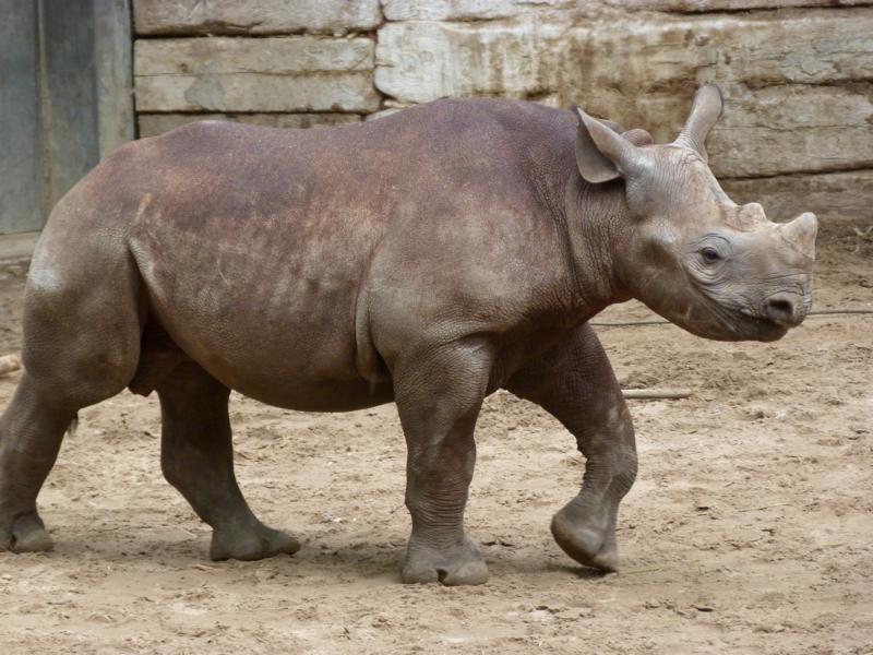 Black rhino in Berlin