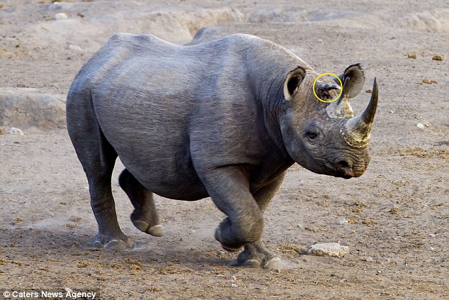 Three horned rhino in Namibia