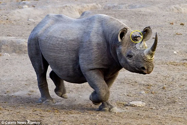 Three horned rhino in Namibia — Rhino Resource Center