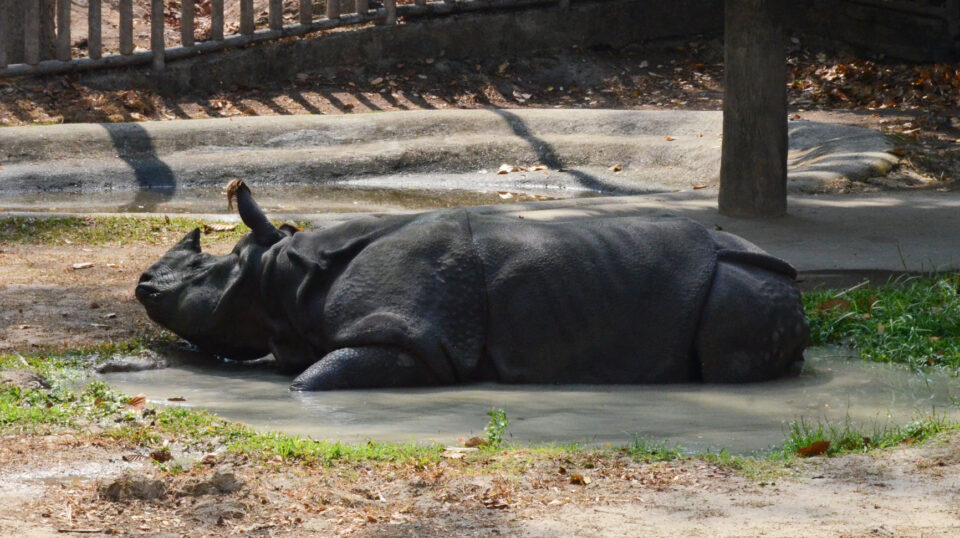 The Indian rhinoceros in the Chiangmai zoo (Thailand)