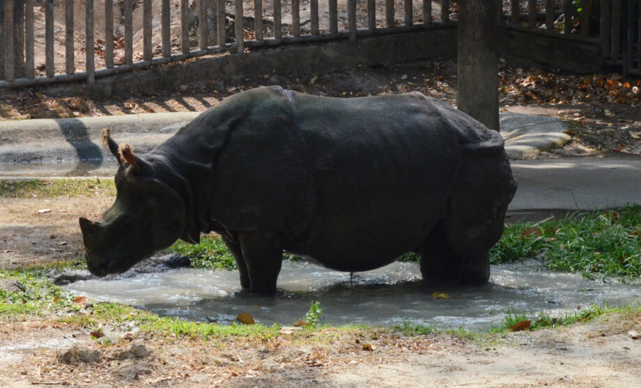 The Indian rhinoceros in the Chiangmai (Thailand)