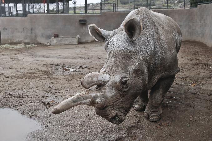 Nola, a San Diego zoo white rhinoceros