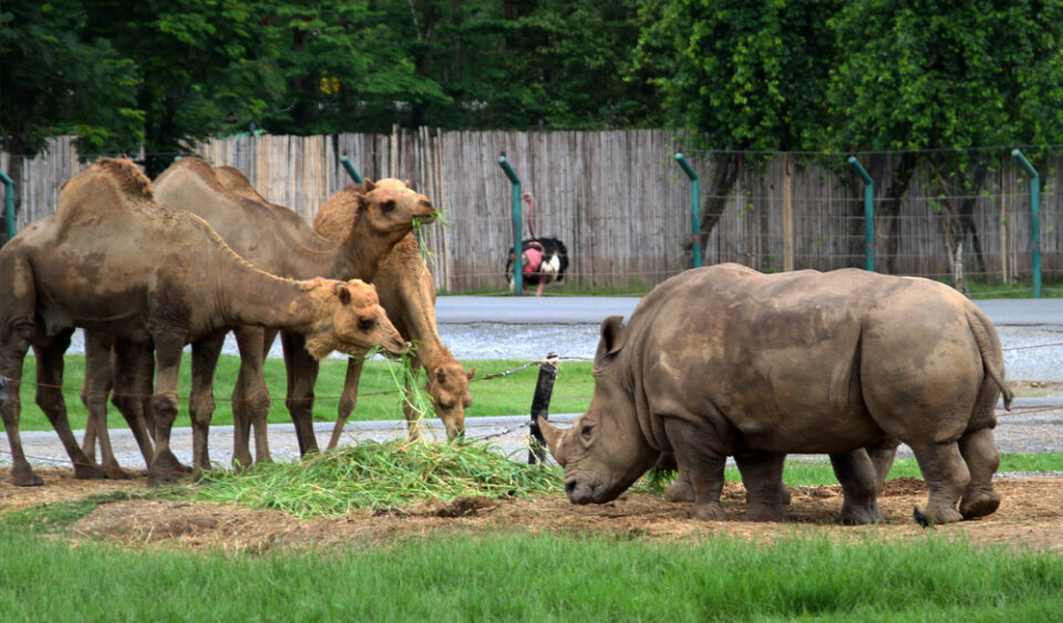White rhinoceros with camels in the Bangkok zoo