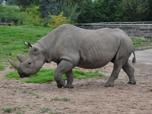 Diceros bicornis michaeli