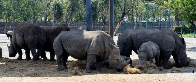 Rhinoceroses in the Bangkok Safari World Zoo