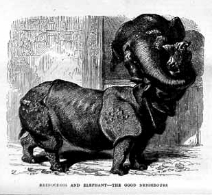 Rhino and Elephant as Neighbours