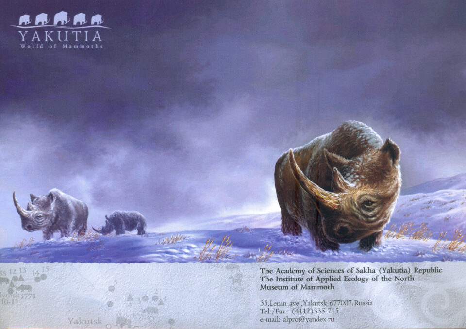 Coelodonta antiquitatis (Blum.) in Yakutya