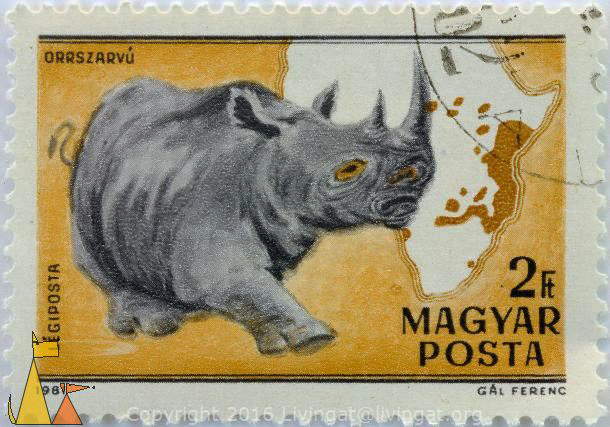 Ceratotherium simum by Magyar posta