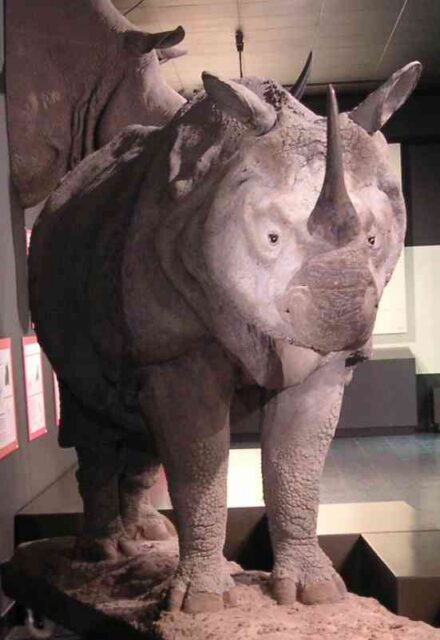 Rhino with additional horn