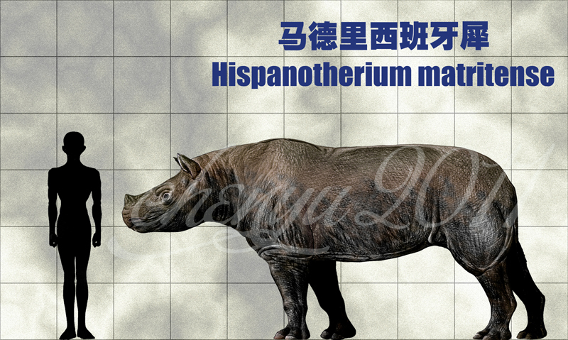 Ispanotherium matritense by Chen Yu