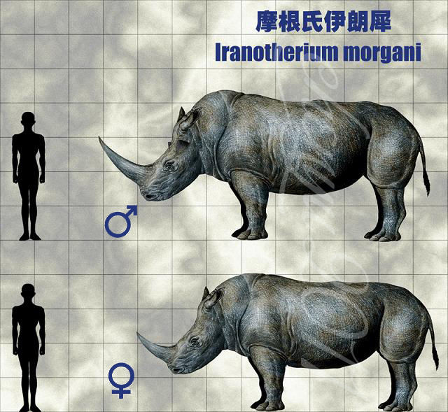 Iranotherium morgani by Chen Yu