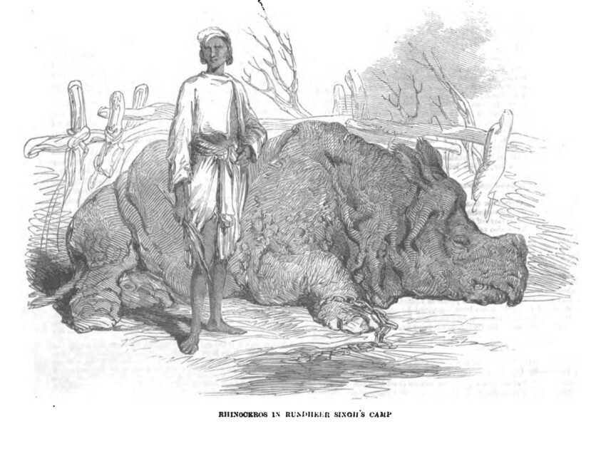 Rhino of Rundheer Singh