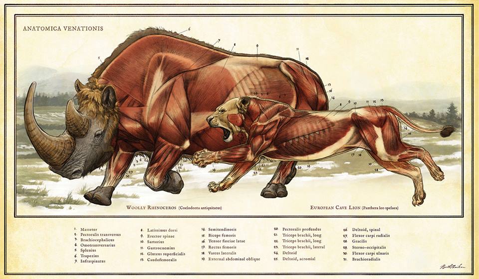 Anatomica venationis – Coelodonta antiquitatis & Panthera spelea