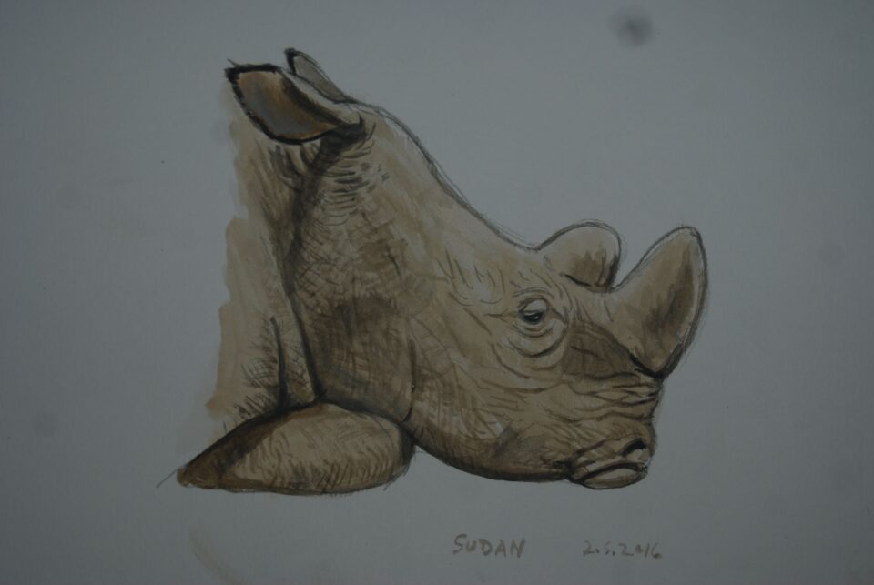 Sudan, last male NWR