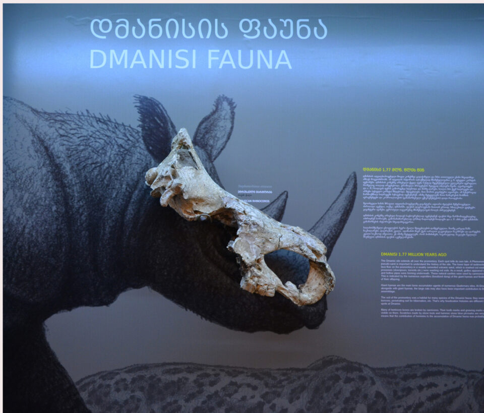 The Stephanorhinus etruscus skull from Dmanisi (Georgia)