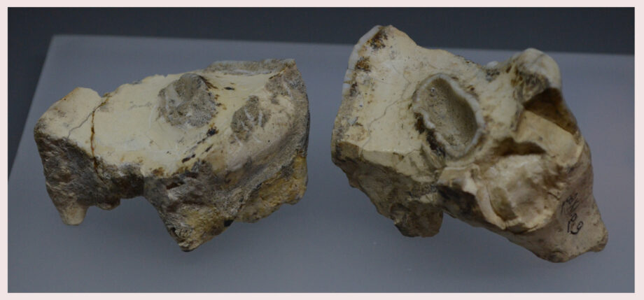 Two Stephanorhinus etruscus upper teeth from Dmanisi (Georgia)