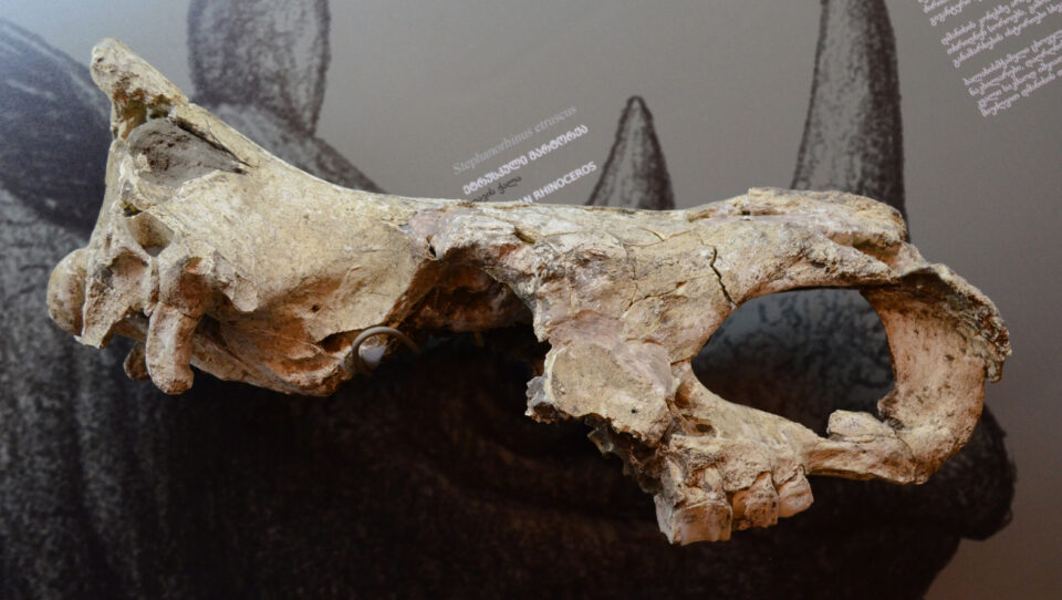 The Stephanorhinus etruscus skull from Dmanisi (Georgia)