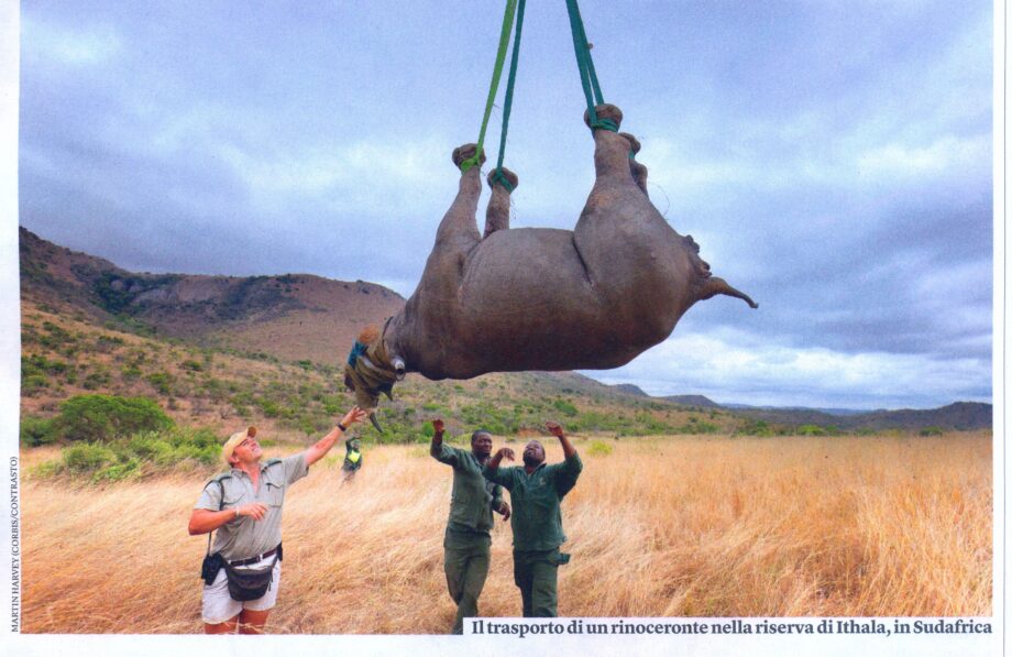 A black rhinoceros translocation, Ithala reserve, RSA