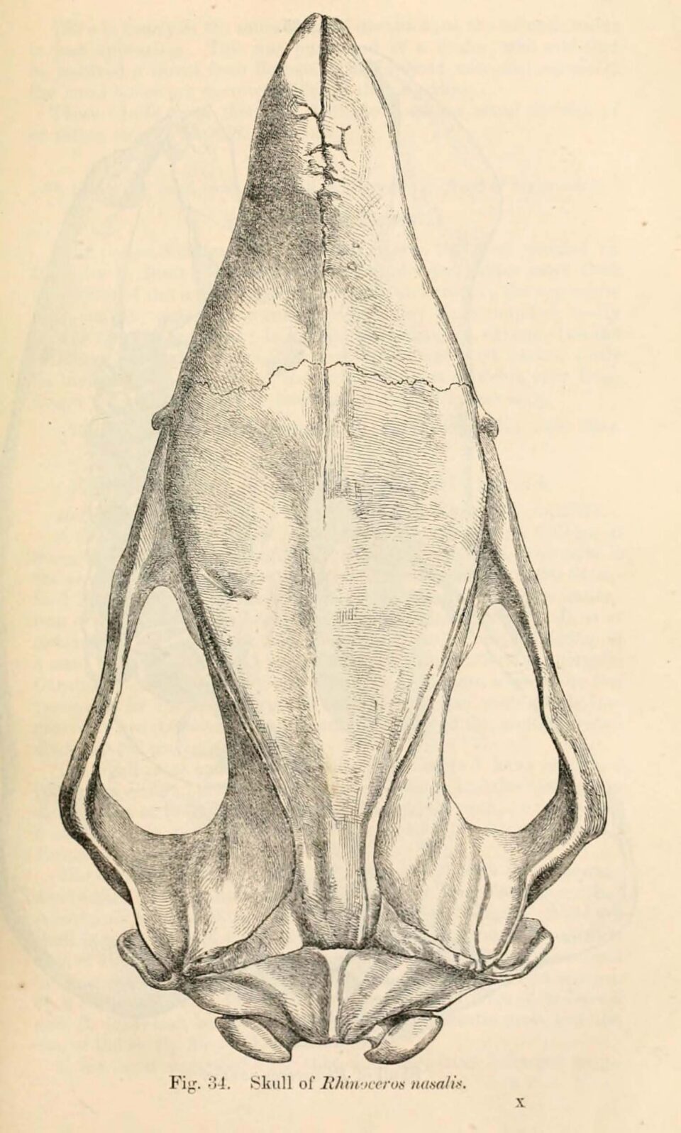 Skull of Rhinoceros nasalis