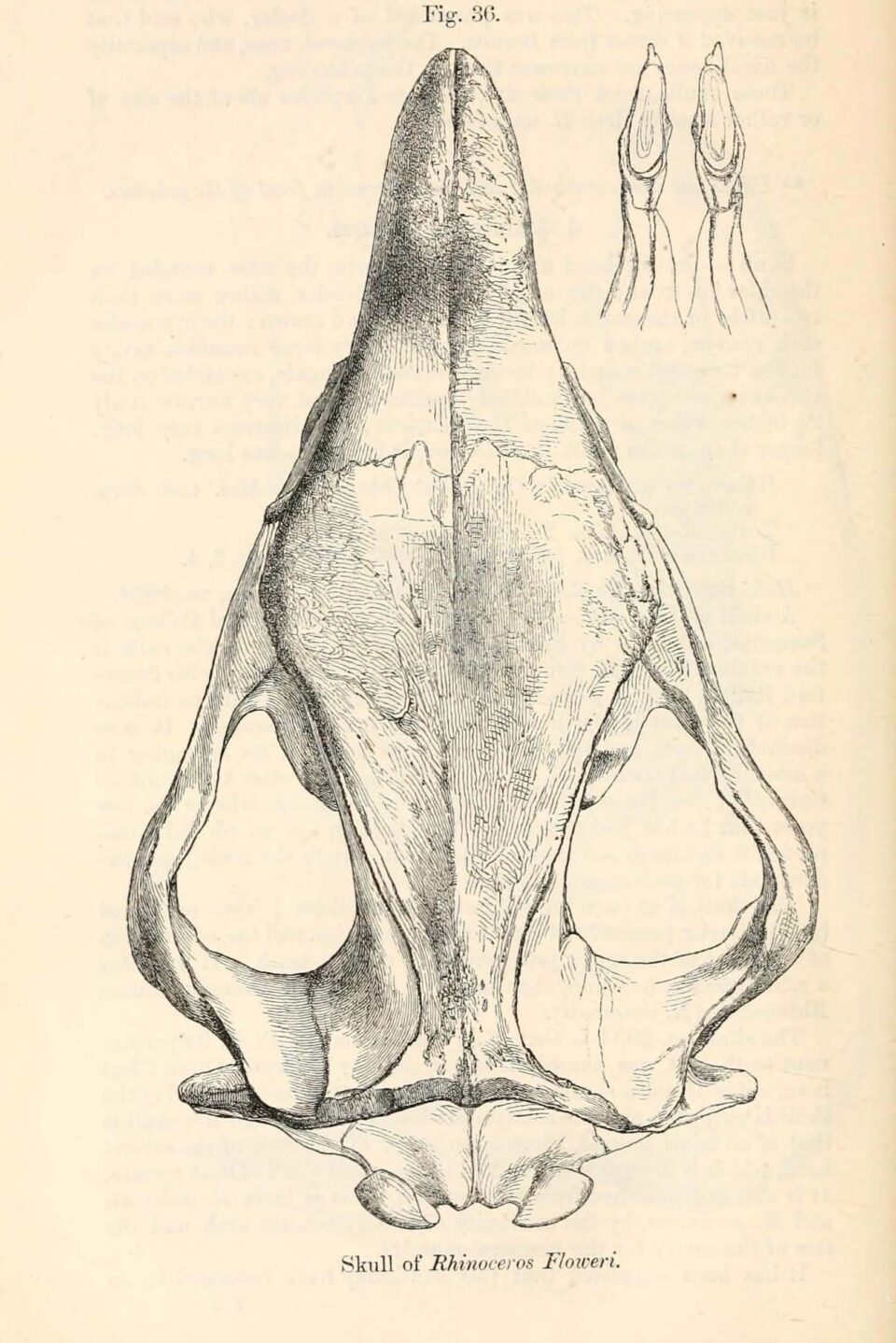 Skull of Rhinoceros floweri
