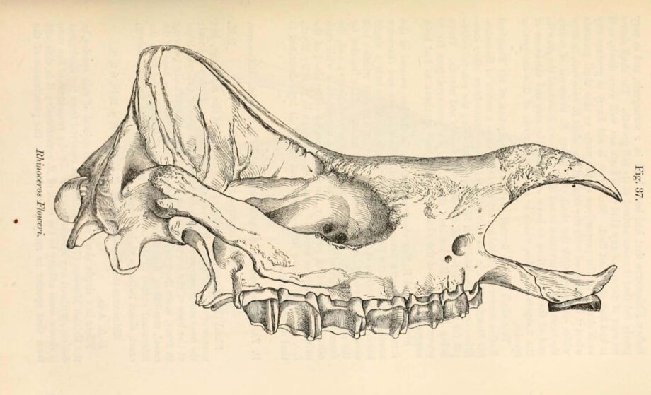 Skull of Rhinoceros floweri
