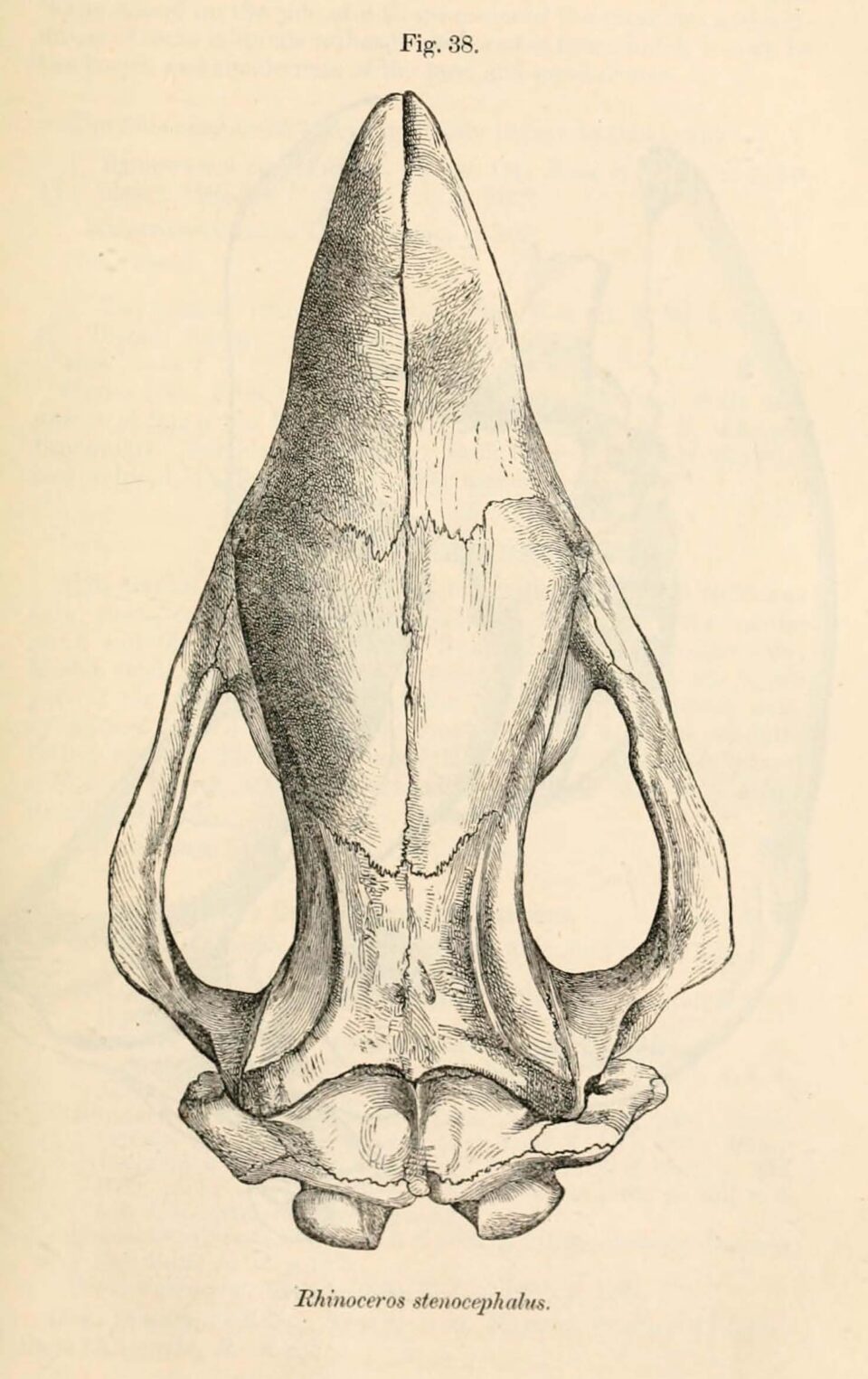 Base of skull of Rhinoceros stenocephalus