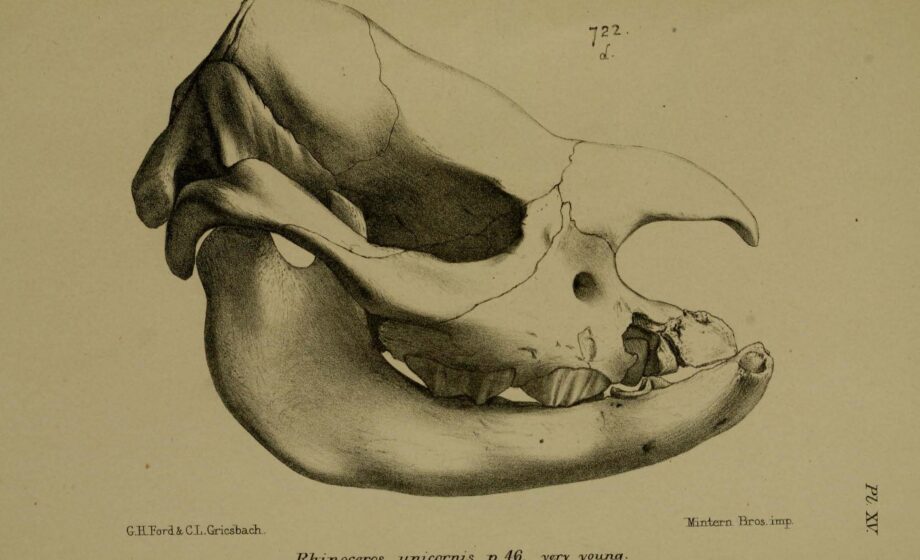 Skull of young Rhinoceros unicornis