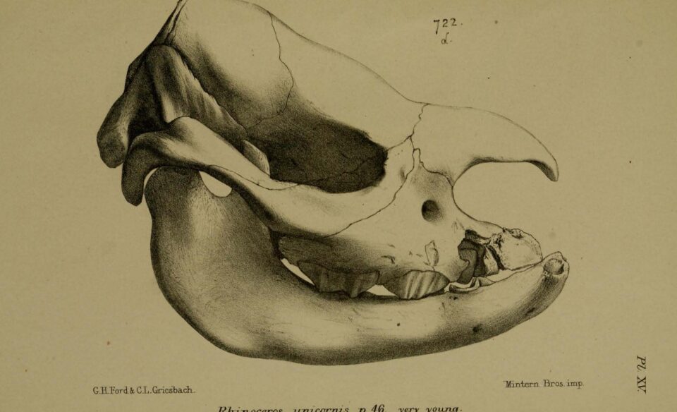Skull of young Rhinoceros unicornis