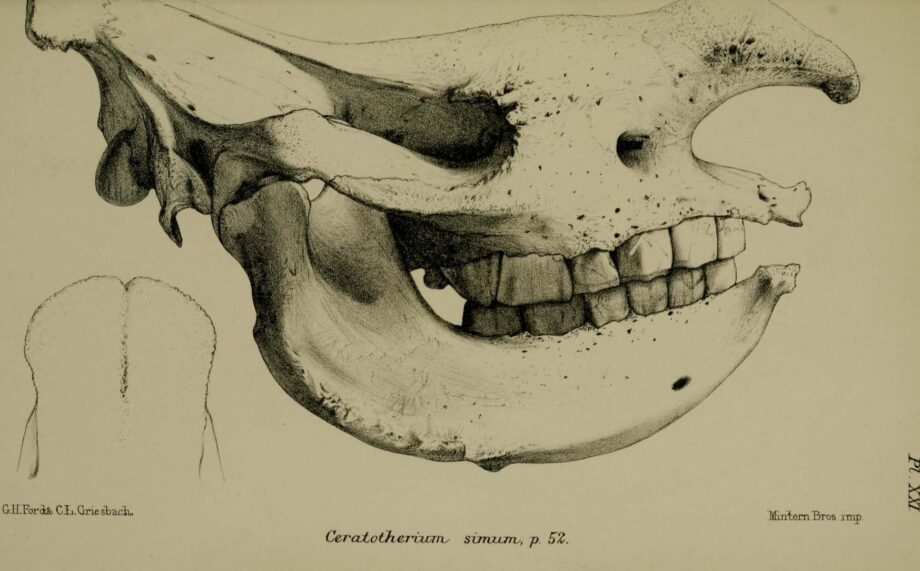 Skull of Rhinoceros simus