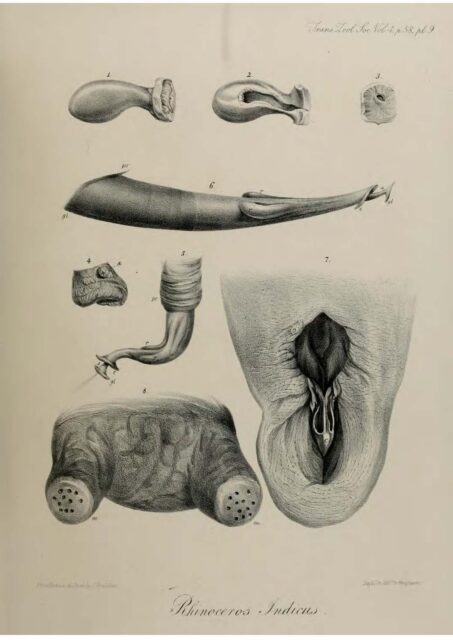 Anatomy of Indian Rhinoceros (9)