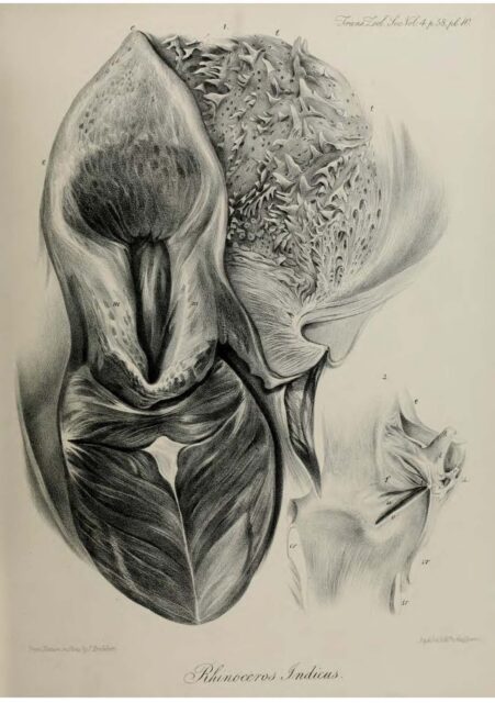 Anatomy of Indian Rhinoceros (10)