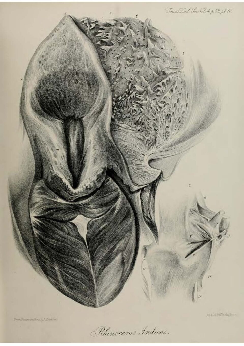 Anatomy of Indian Rhinoceros (10)
