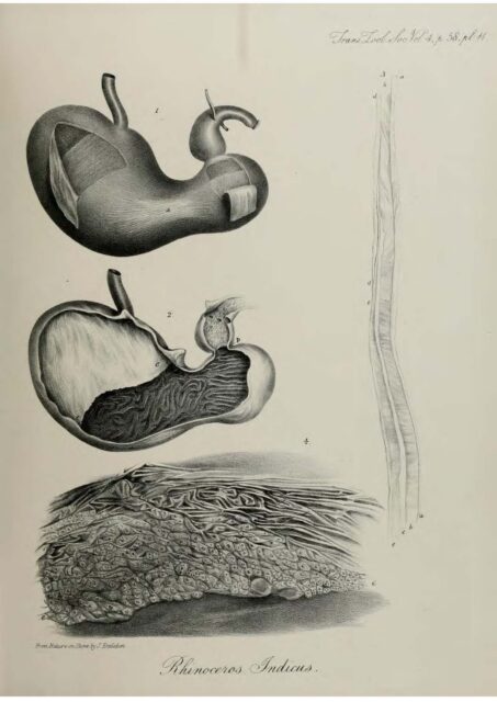 Anatomy of Indian Rhinoceros (10)