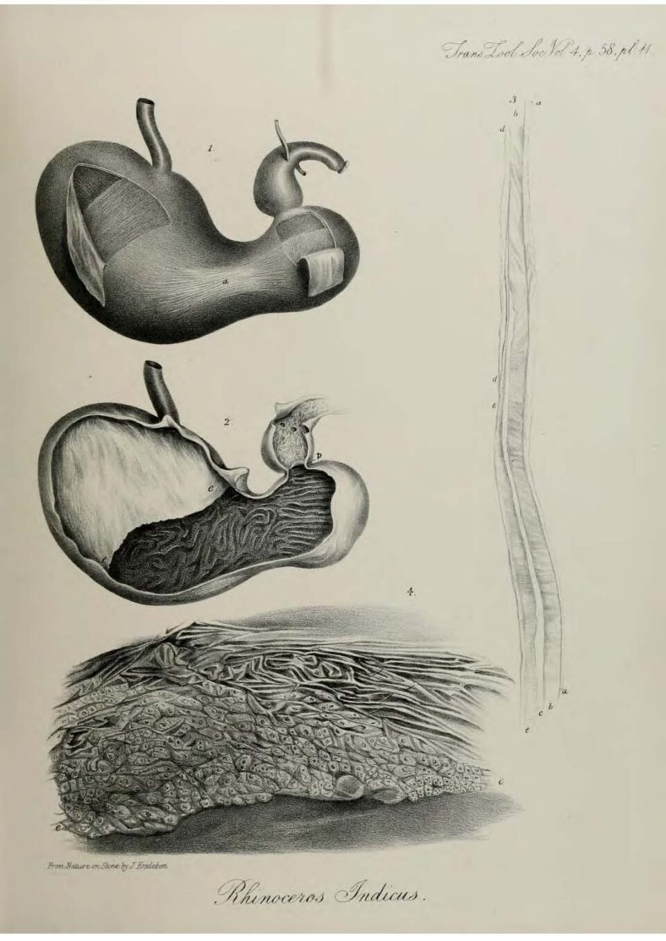 Anatomy of Indian Rhinoceros (10)