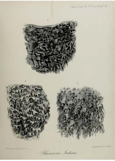 Anatomy of Indian Rhinoceros (12)