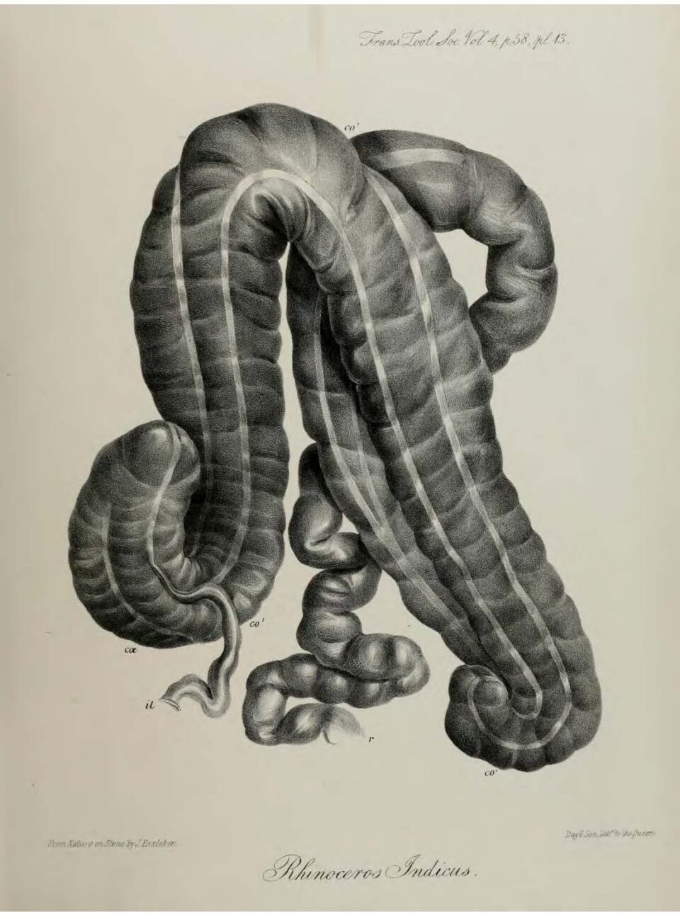 Anatomy of Indian Rhinoceros (13)